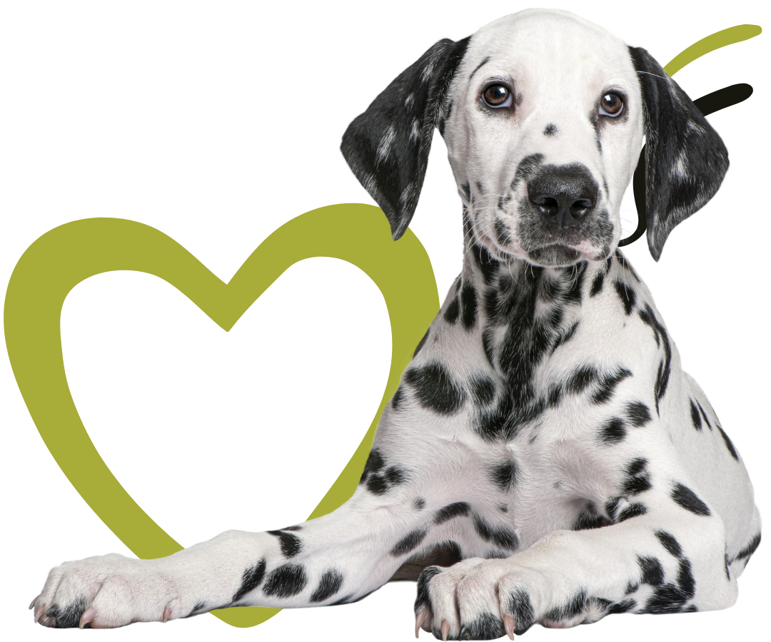 A Dalmatian puppy with background green elements