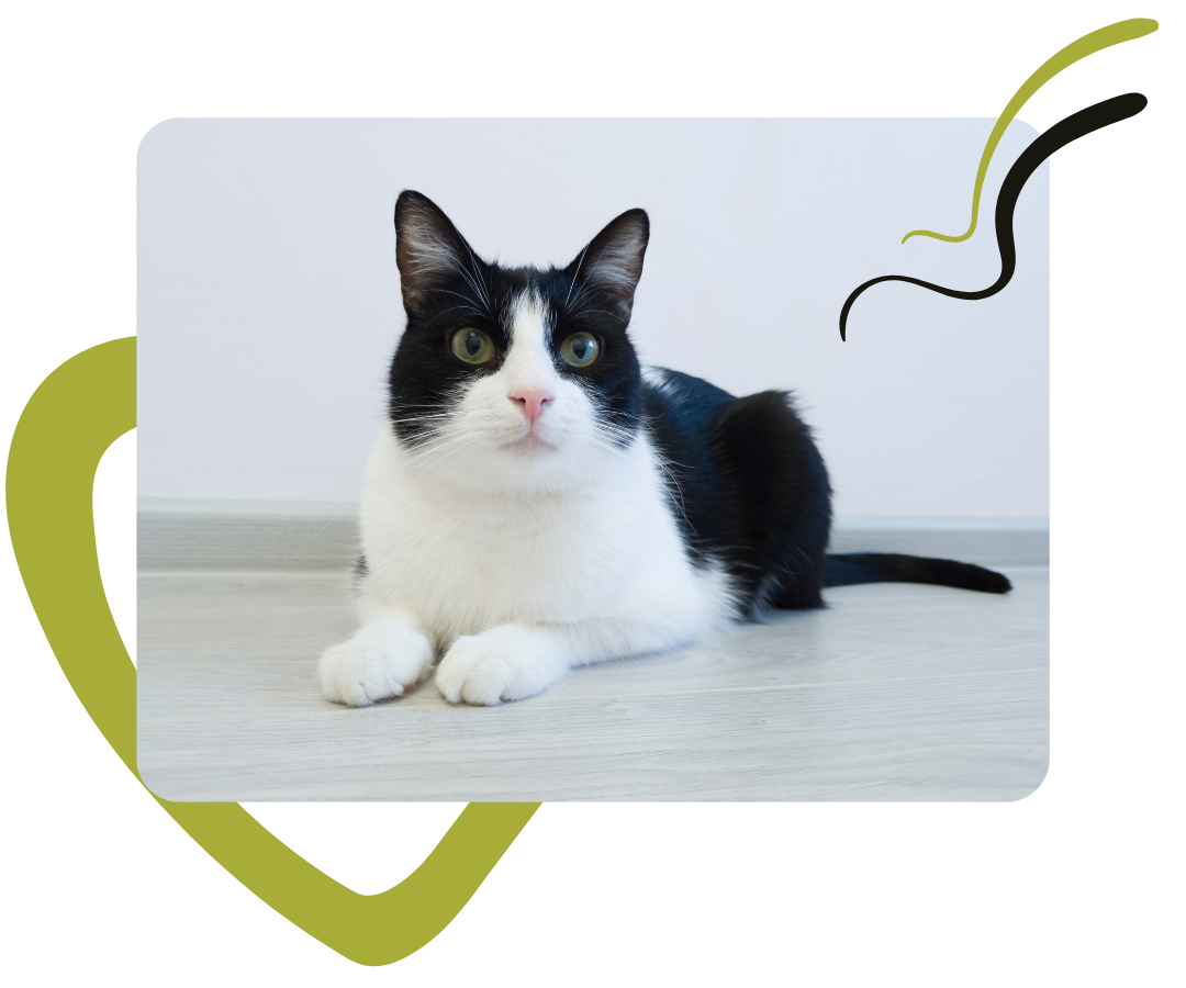 A black and white cat lying on the floor