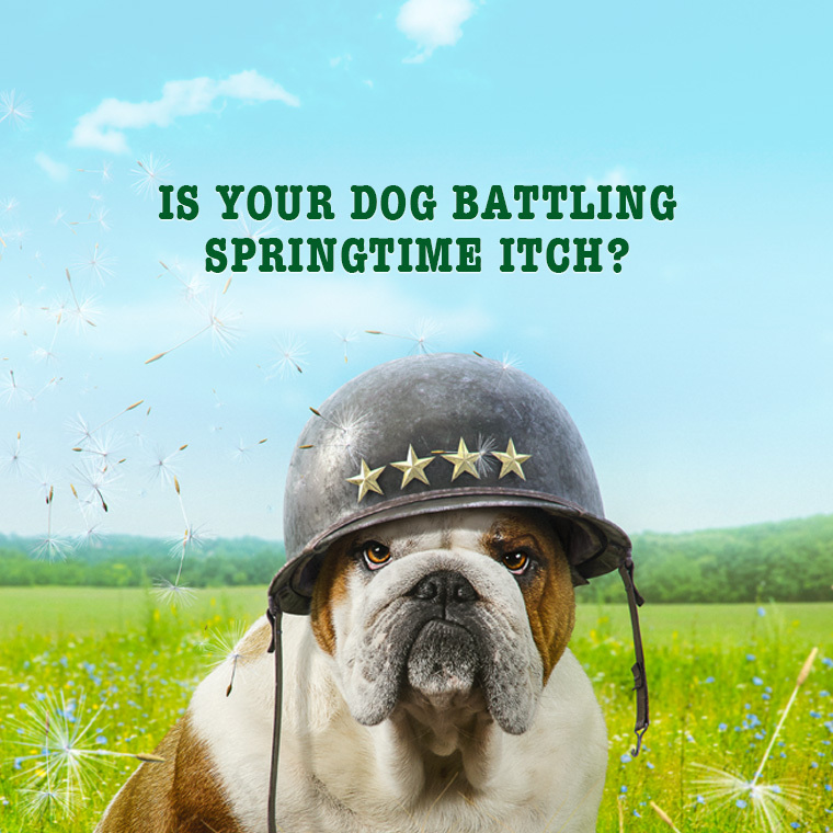  A Bulldog wearing a helmet sitting in a field